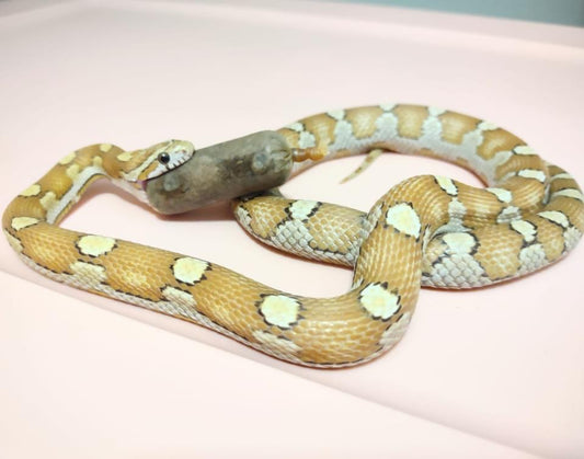 Corn Snake Care Guide
