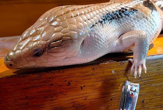 How to Manage Your Lizard's Nails