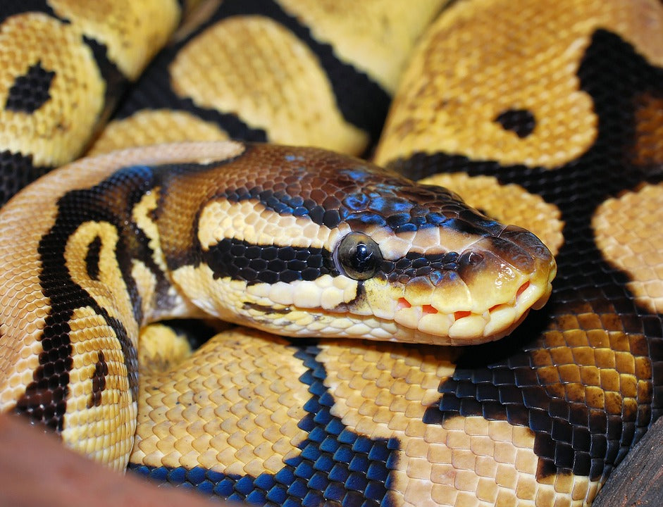 Should I Get A Ball Python As A Pet?