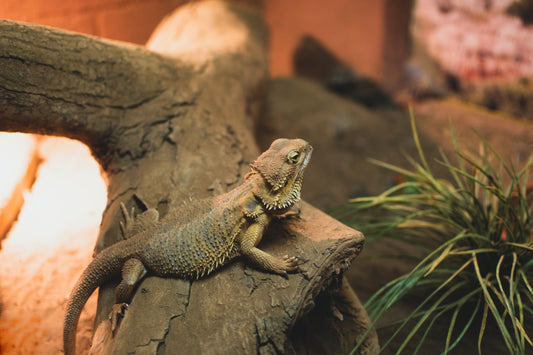 Bearded Dragon Gut Content and Opportunistic Hunting