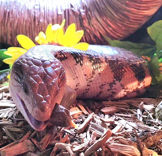 Blue Tongue Skink Care and Feeding 