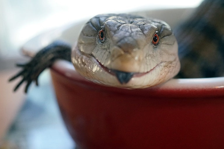 Cat food for discount blue tongue skink