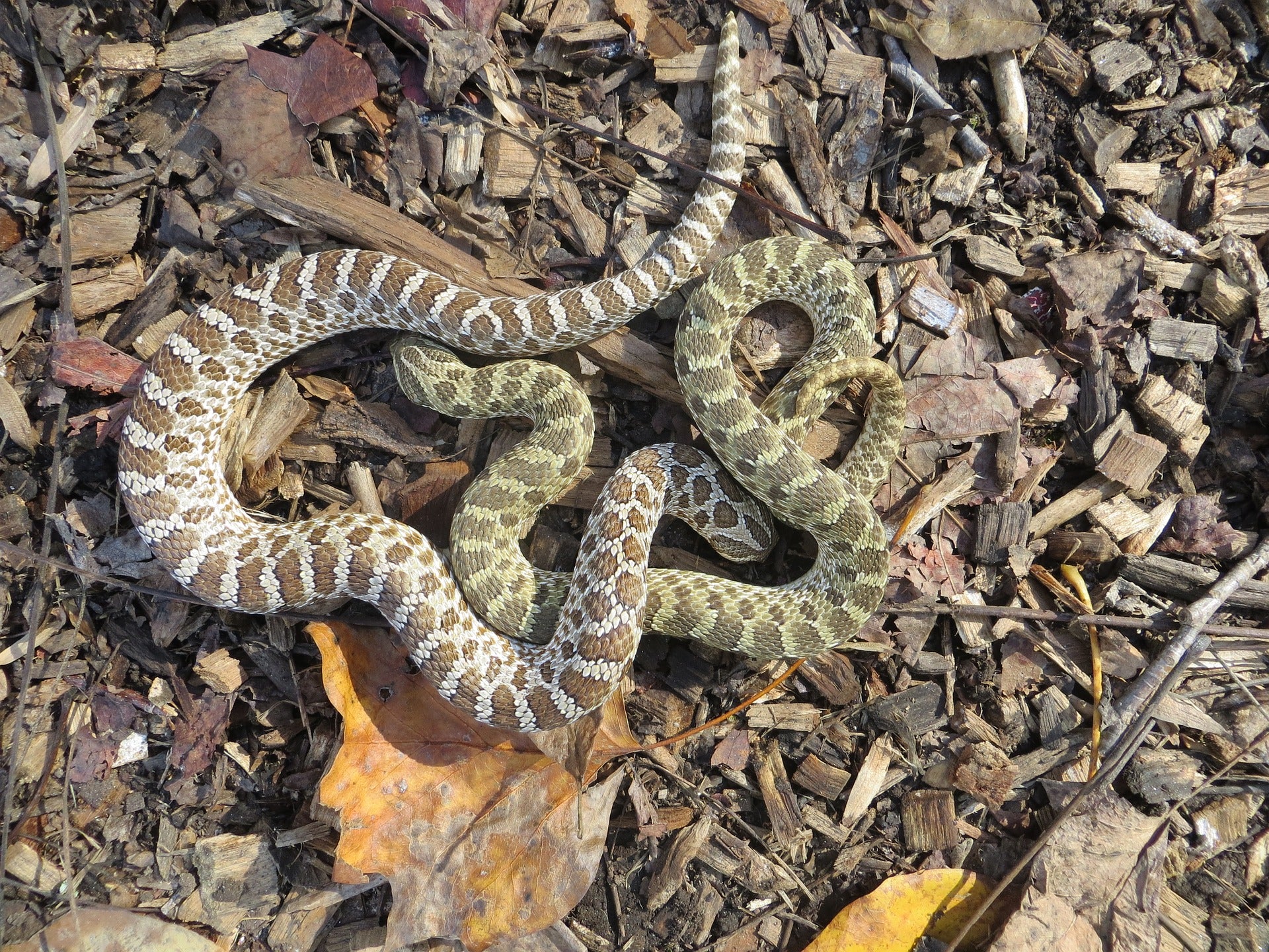 Why Do Hognose Snakes Play Dead? – Reptilinks
