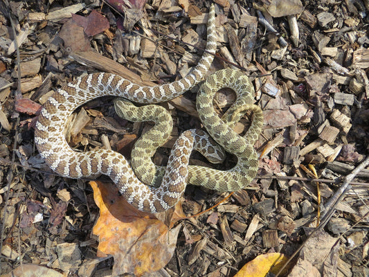 Why Won't My Hognose Snake Eat?