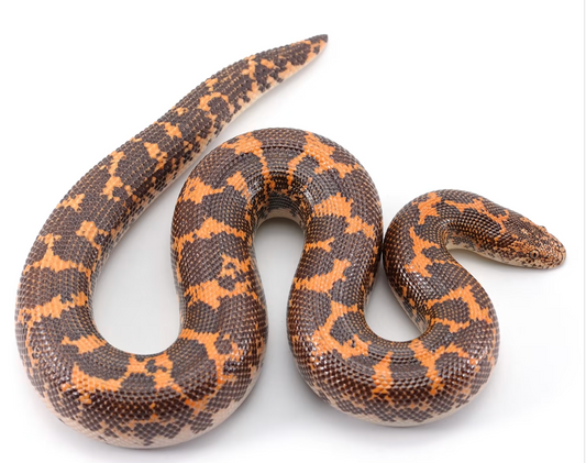 Kenyan Sand Boa Care and Feeding Information