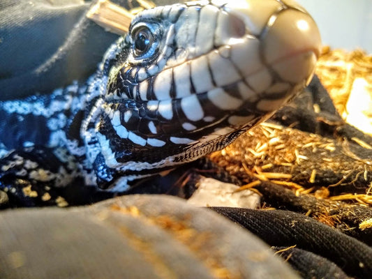 How Smart Are Tegus? Understanding Tegu Intelligence