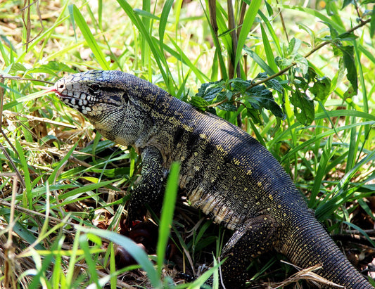 Beginner's Guide to Tegu Feeding and Care