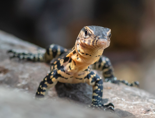 What to Feed A Monitor Lizard