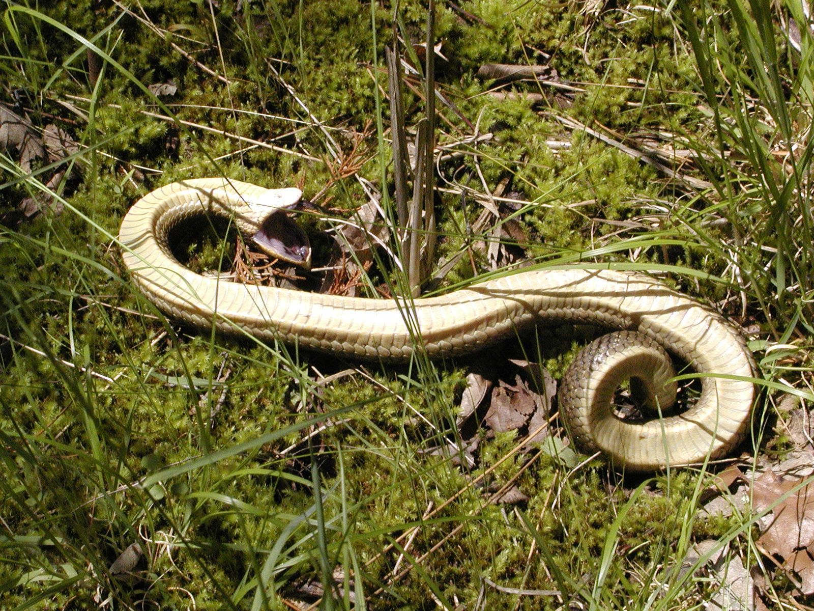 Eastern Hognose Snake, Eastern Hognose Snake playing dead. …