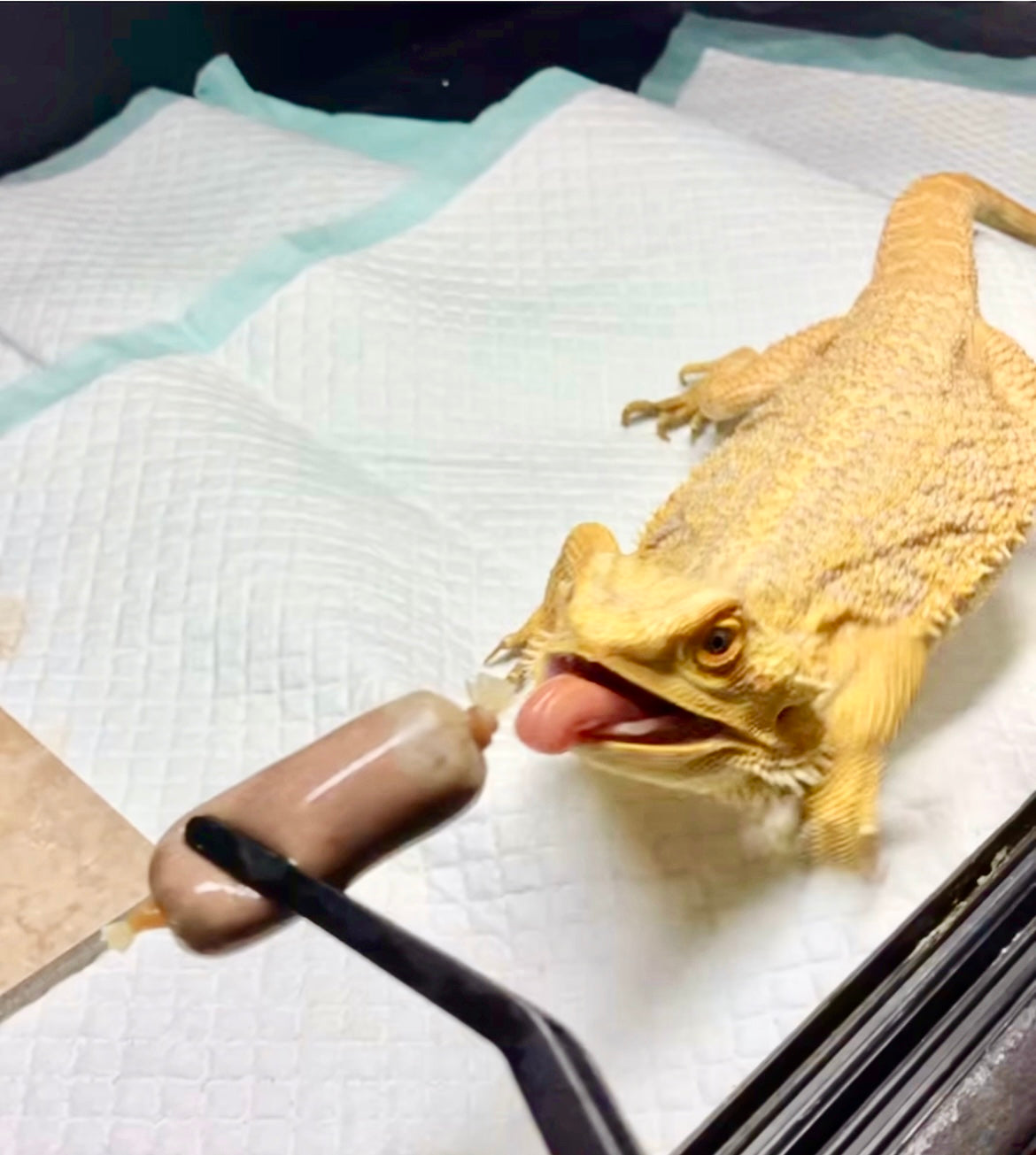 25/25/50 Omnivore blend + Insects for Bearded Dragons & Blue-tongued Skinks