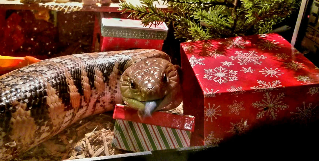 Sharing the Holiday Cheer with Your Exotic Pets