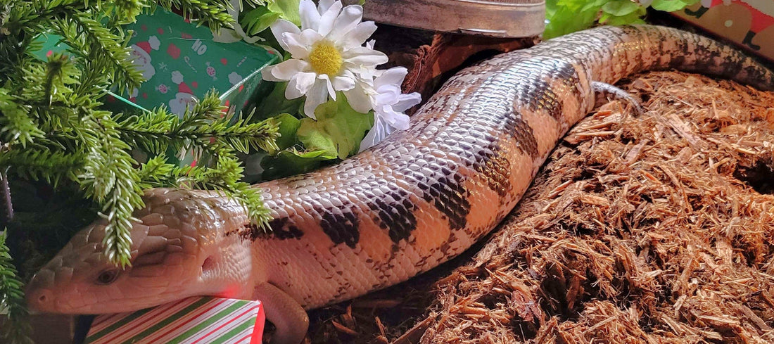 Is My Blue Tongue Skink Overweight? What Causes Weight Gain (and What to Do)
