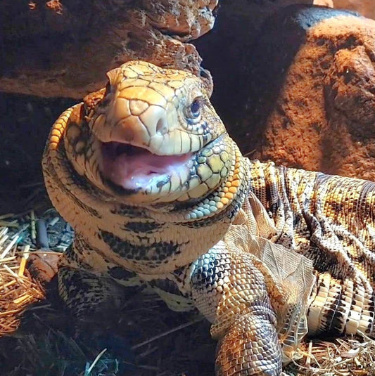 Why Is My Tegu Eating Less?