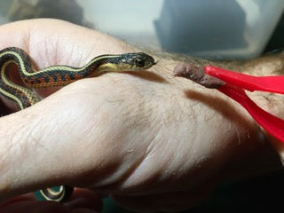 Adapting 8-12 g Reptilinks food for Tiny Garter Snakes