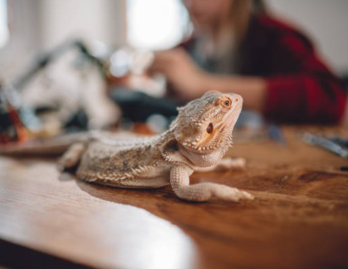 Bearded dragon sitting on computer table Credit: Kerkez