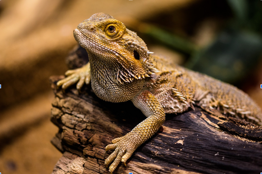 7 Things Owners Need to Know About Bearded Dragon Colors