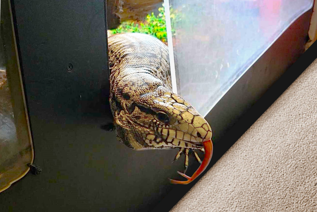 My Reptile Got Out! Tips & Tricks to Find an Escaped Reptile