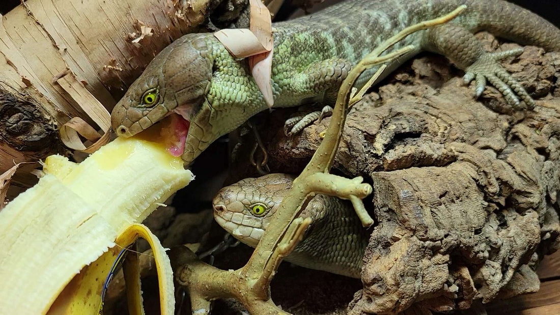 Corucia zebrata lizard eating a banana