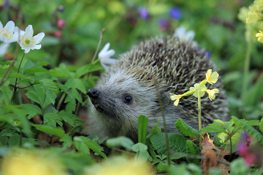 Guest Post: Hedgehog Diet and Nutrition