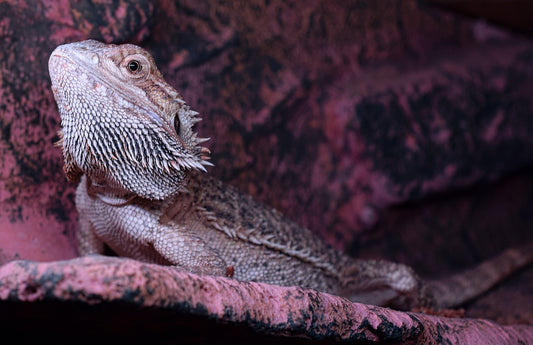Are Bearded Dragons Good Pets for Beginners?