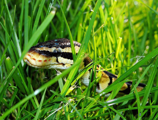 12 Frequently Asked Questions About Ball Pythons