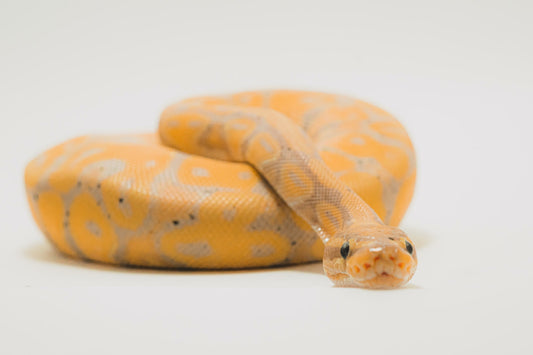Here's Why Your Ball Python Won't Eat