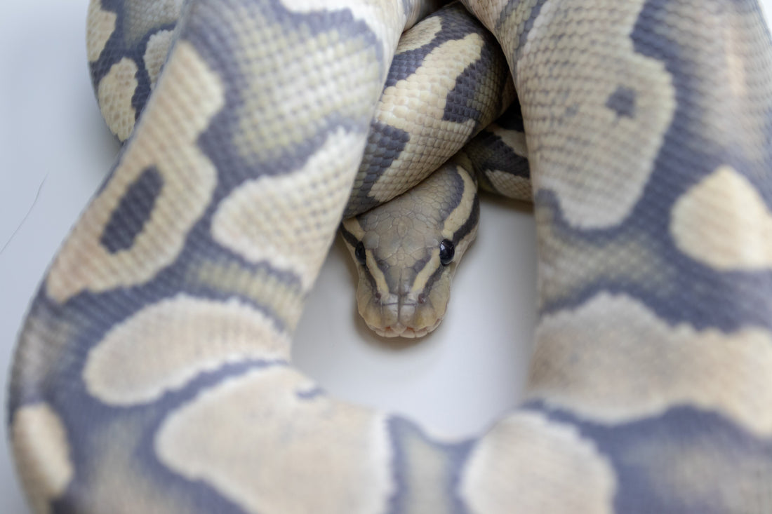 Is My Ball Python Overweight? How to Evaluate Body Condition in Pythons