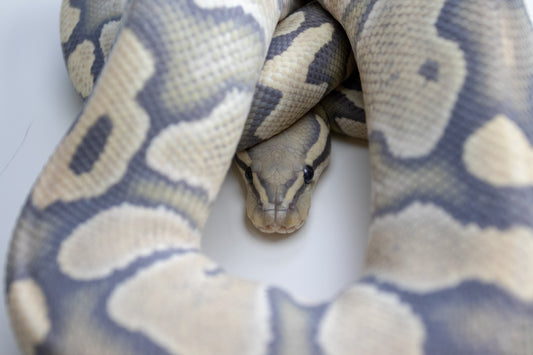 Is My Ball Python Overweight? How to Evaluate Body Condition in Pythons