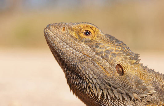 19 Frequently Asked Questions About Bearded Dragons