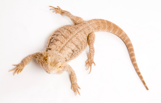 Bearded Dragon Care Guide