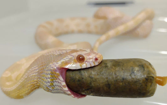 Reptilinks Are the Perfect Food for Your Corn Snake—Here’s Why