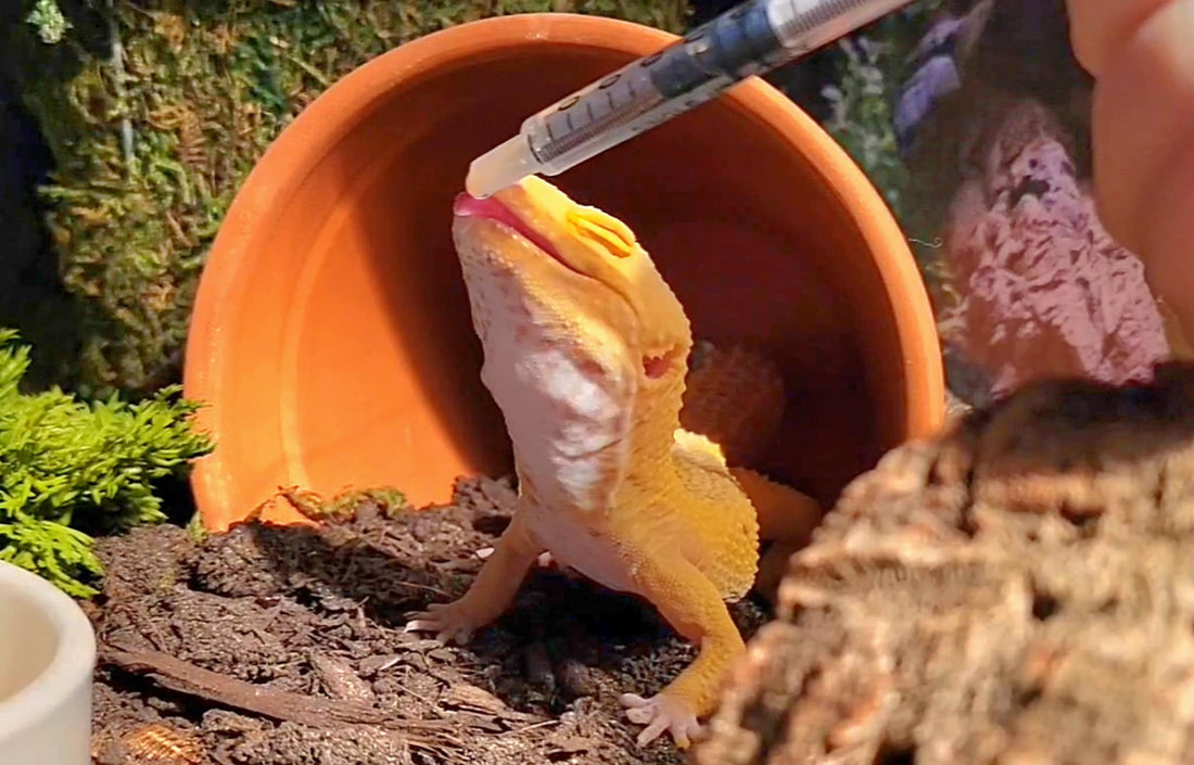 A leopard gecko gets hydration support from a syringe