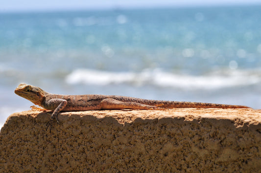 Understanding Photoperiods and How Light Changes Reptile Behavior