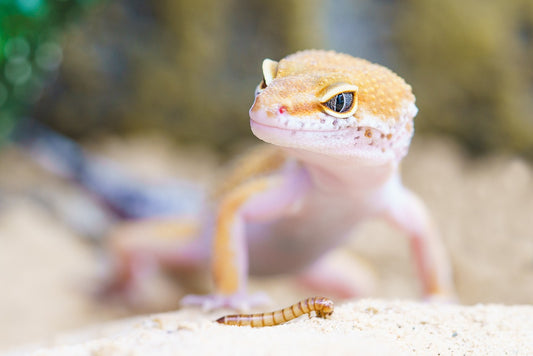 A gecko and a mealworm. Photo credit: torstensimon