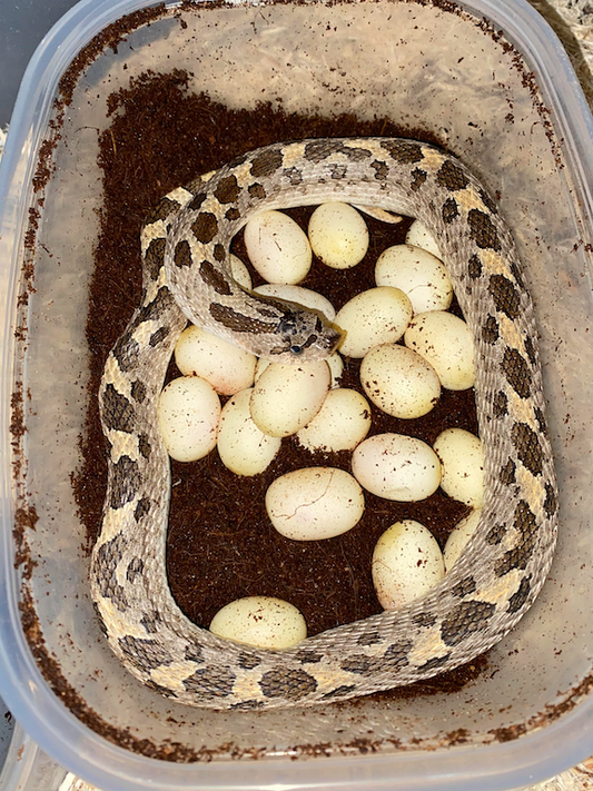 Boosting Hognose Health and Breeding Success!