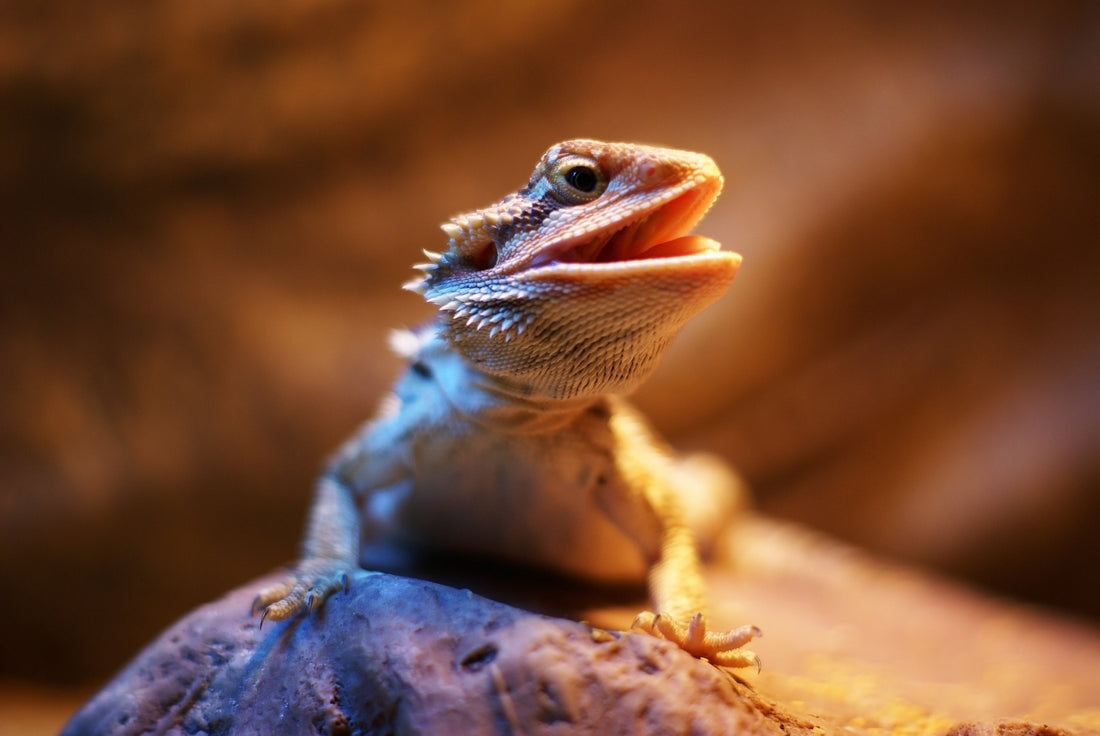 Why Reptilinks Is the Best Food for Your Bearded Dragon: Super Salad Bug Blend