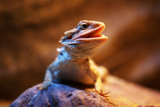 Why Reptilinks Is the Best Food for Your Bearded Dragon: Super Salad Bug Blend