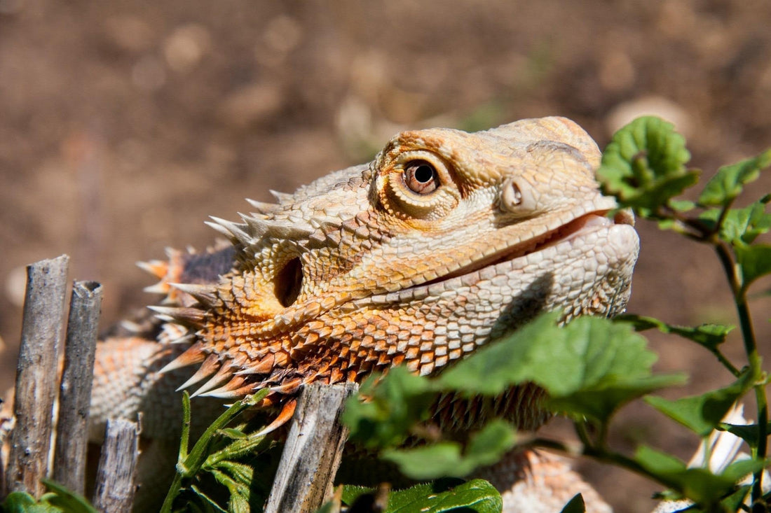 Why Adult Bearded Dragons Stop Eating Their Greens