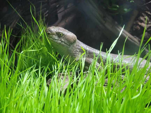 Bioactive Basics for Reptile Keepers