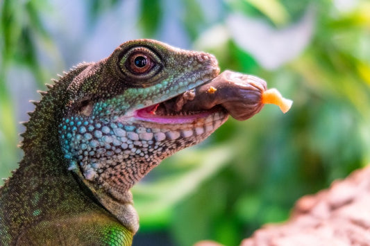 Understanding Nutrients for Reptiles