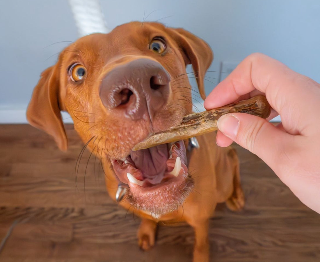 Can dogs eat Reptilinks?