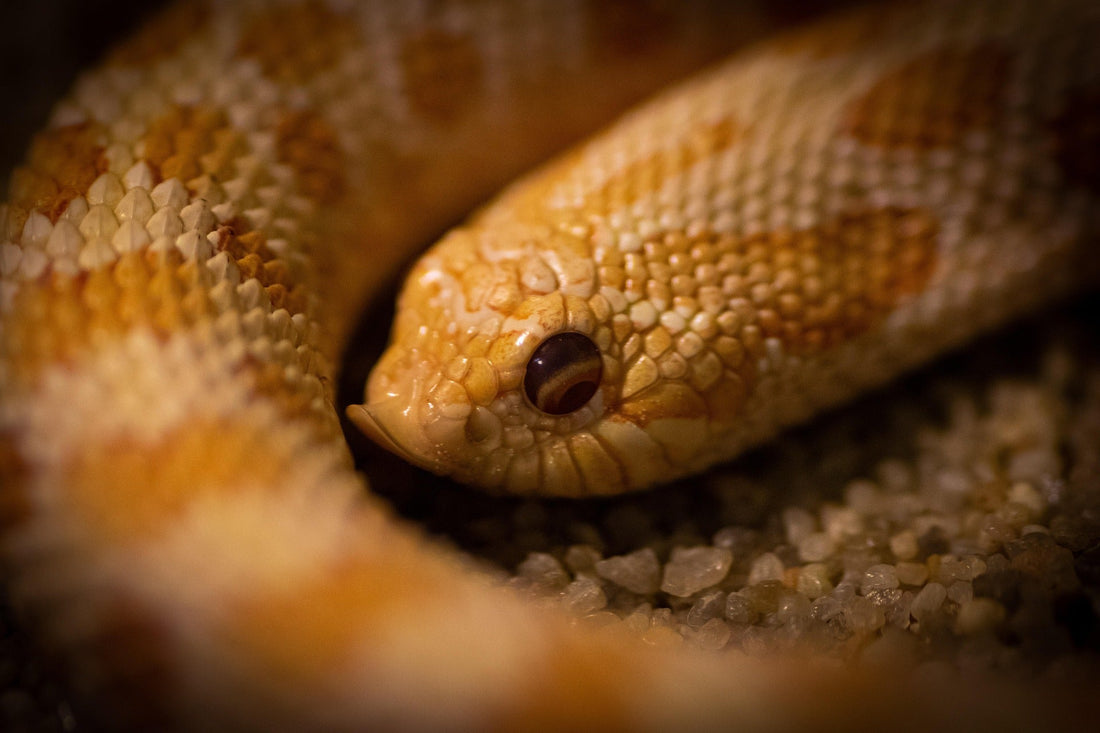Feeding Hognose Snakes: Mice vs. Reptilinks
