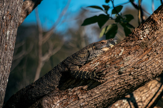 How Reptiles Regulate Their Body Temperature When They Can't Make Their Own Heat