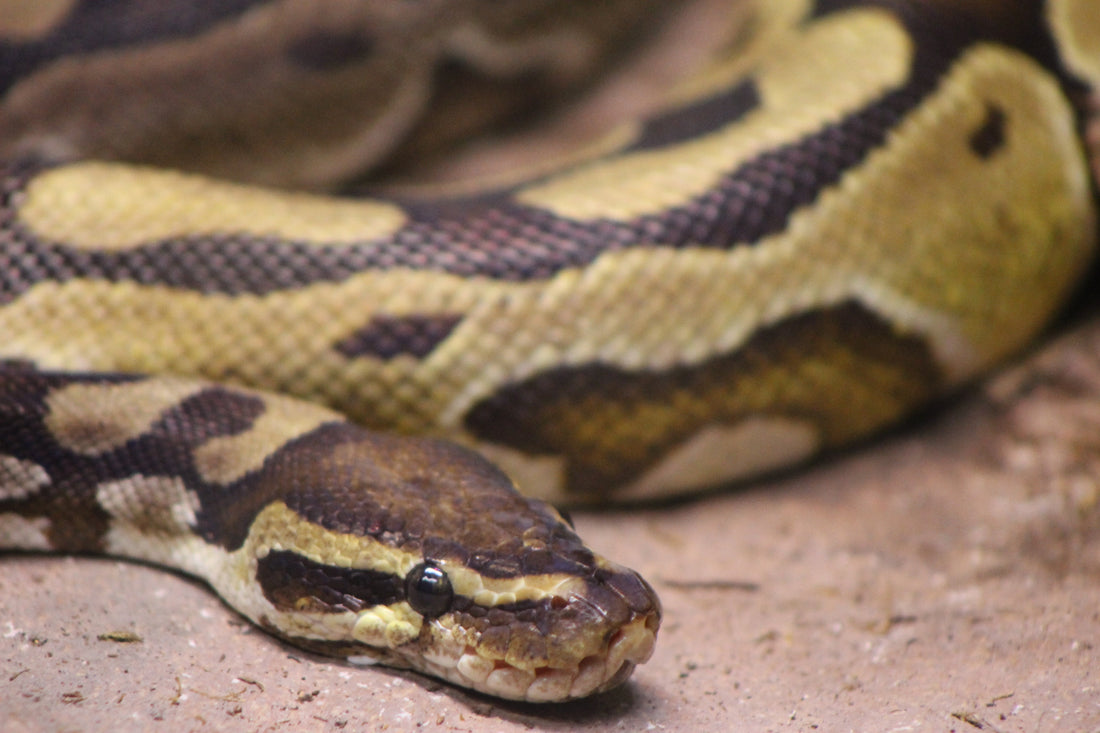 Can Ball Pythons Eat Reptilinks? What the Science Says