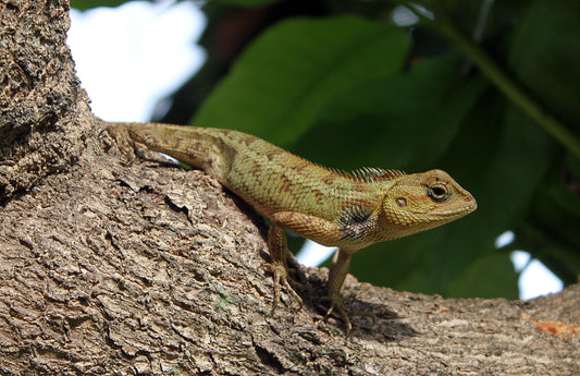 Lizard on a tree branch <a href="https://www.vecteezy.com/free-photos/reptile">Reptile Stock photos by Vecteezy</a>