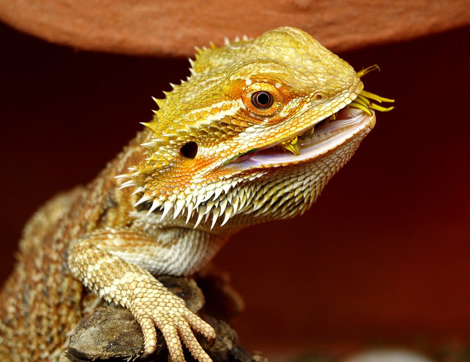 What Can Bearded Dragons Eat? The Best Food For Bearded Dragons – Reptilinks