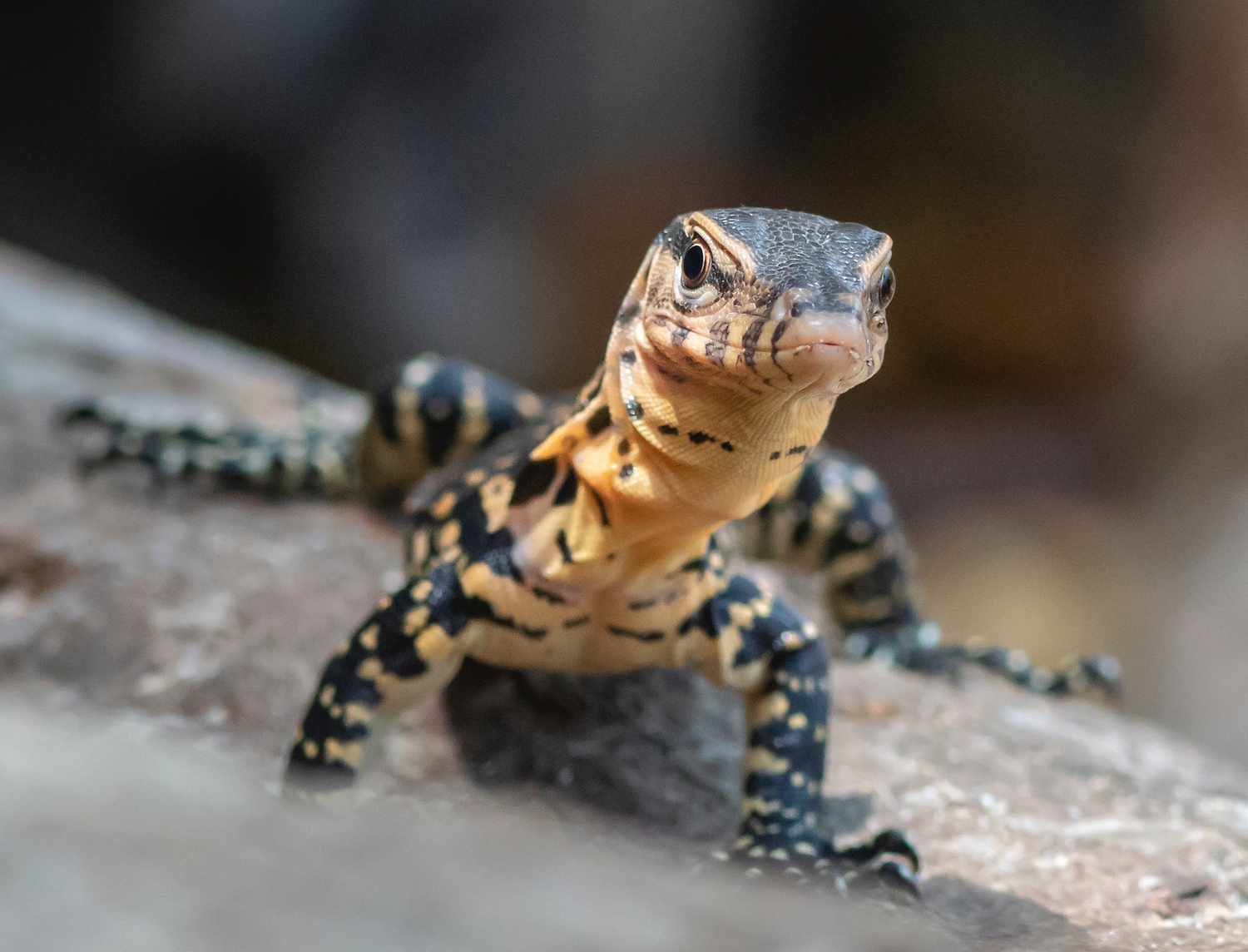 What to Feed A Monitor Lizard – Reptilinks