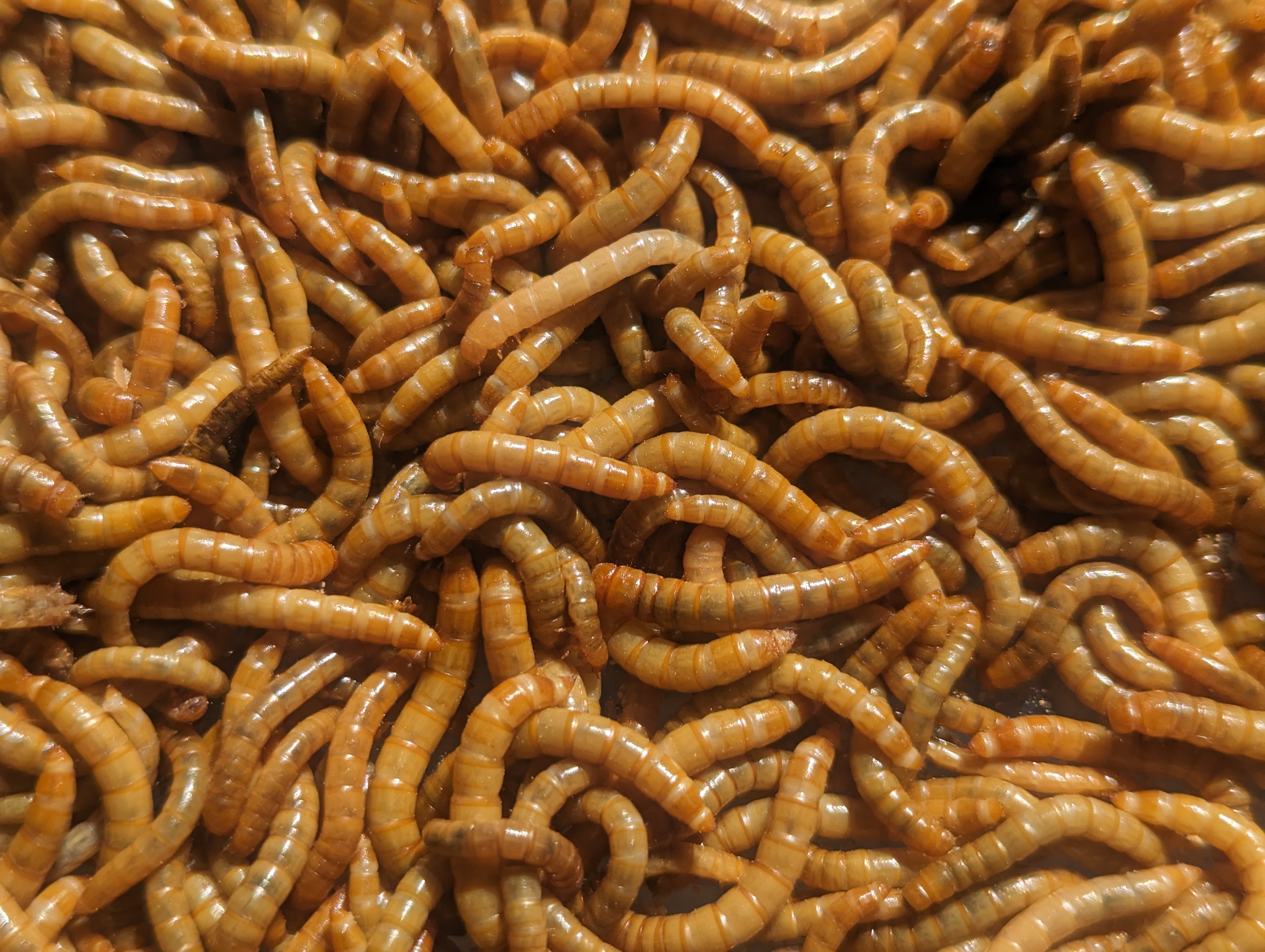 Live Organic Mealworms – Reptilinks