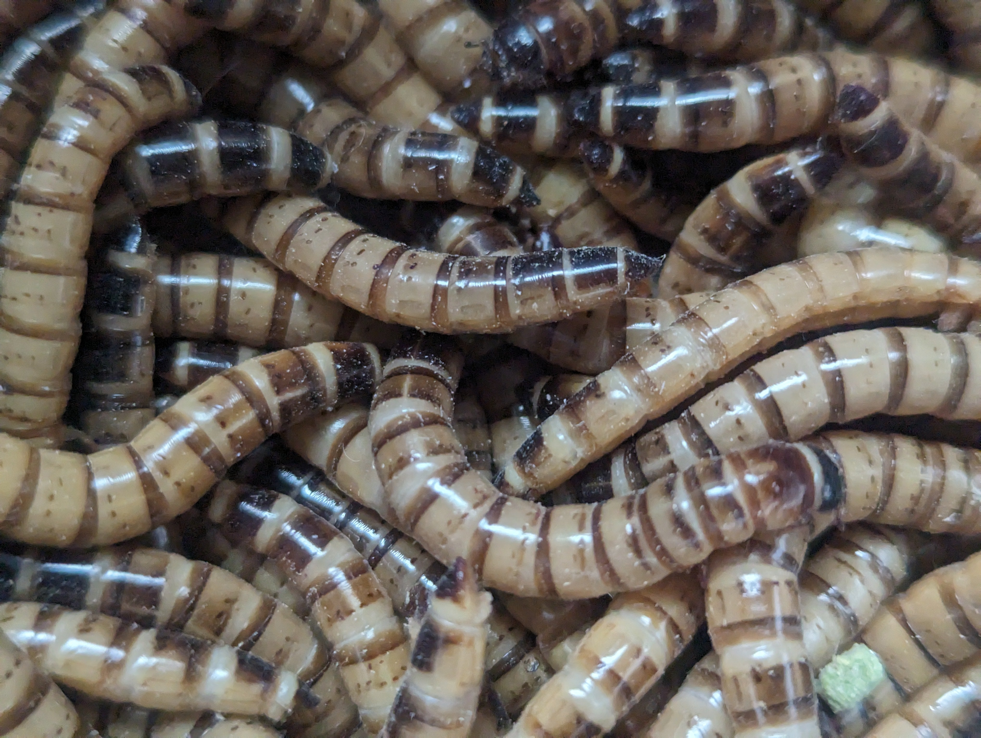 Live Organic Superworms – Reptilinks