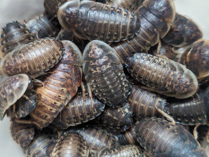 Live Insects – Reptilinks